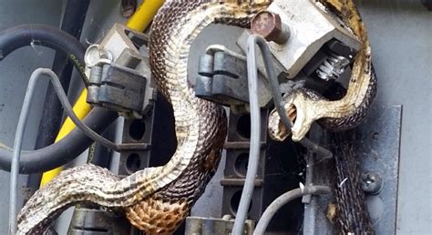 snake in electrical box|snakes in electrical conduit.